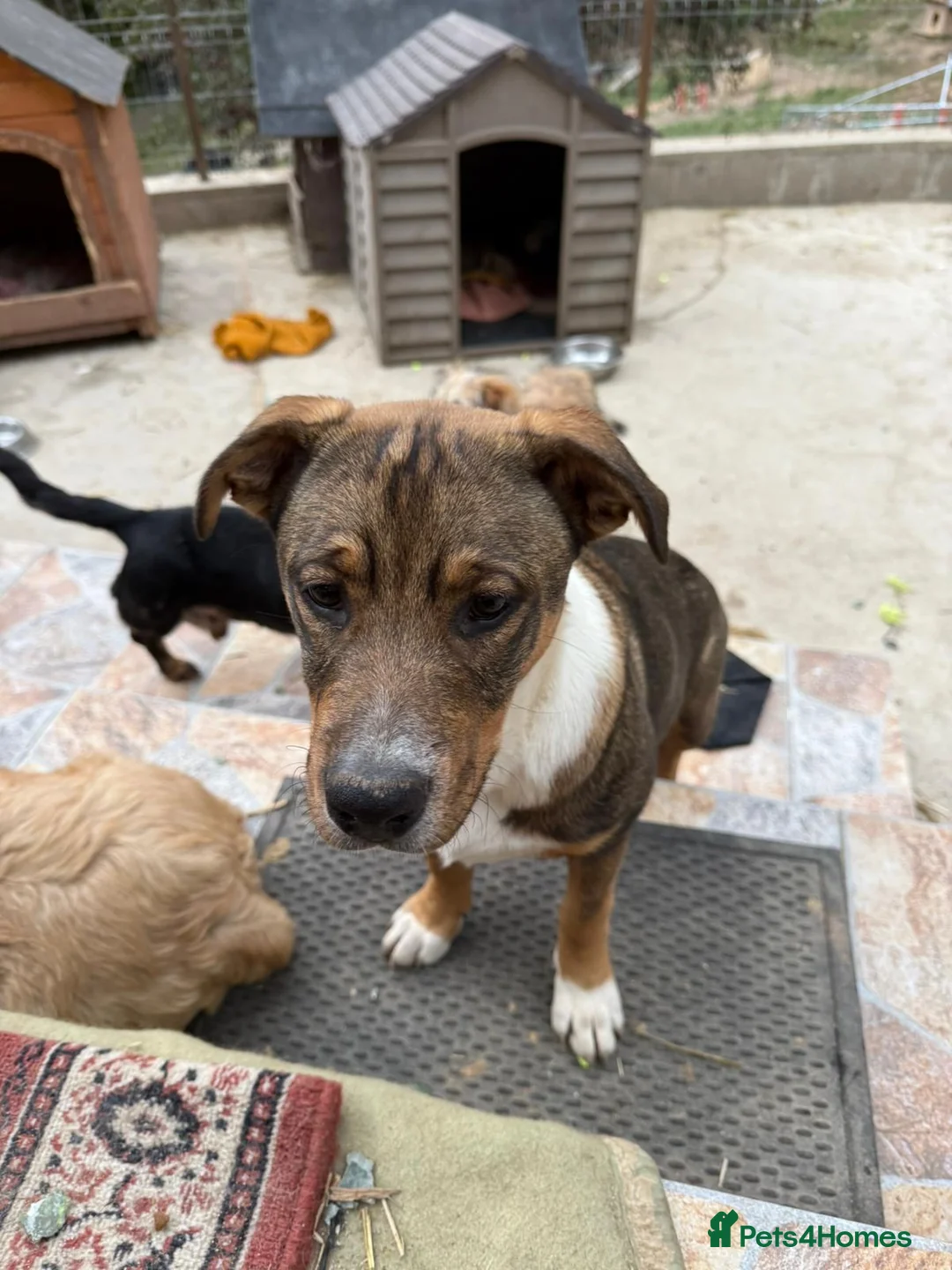 Mixed Breed dogs for adoption: Solstice is looking for a home - Advert 2