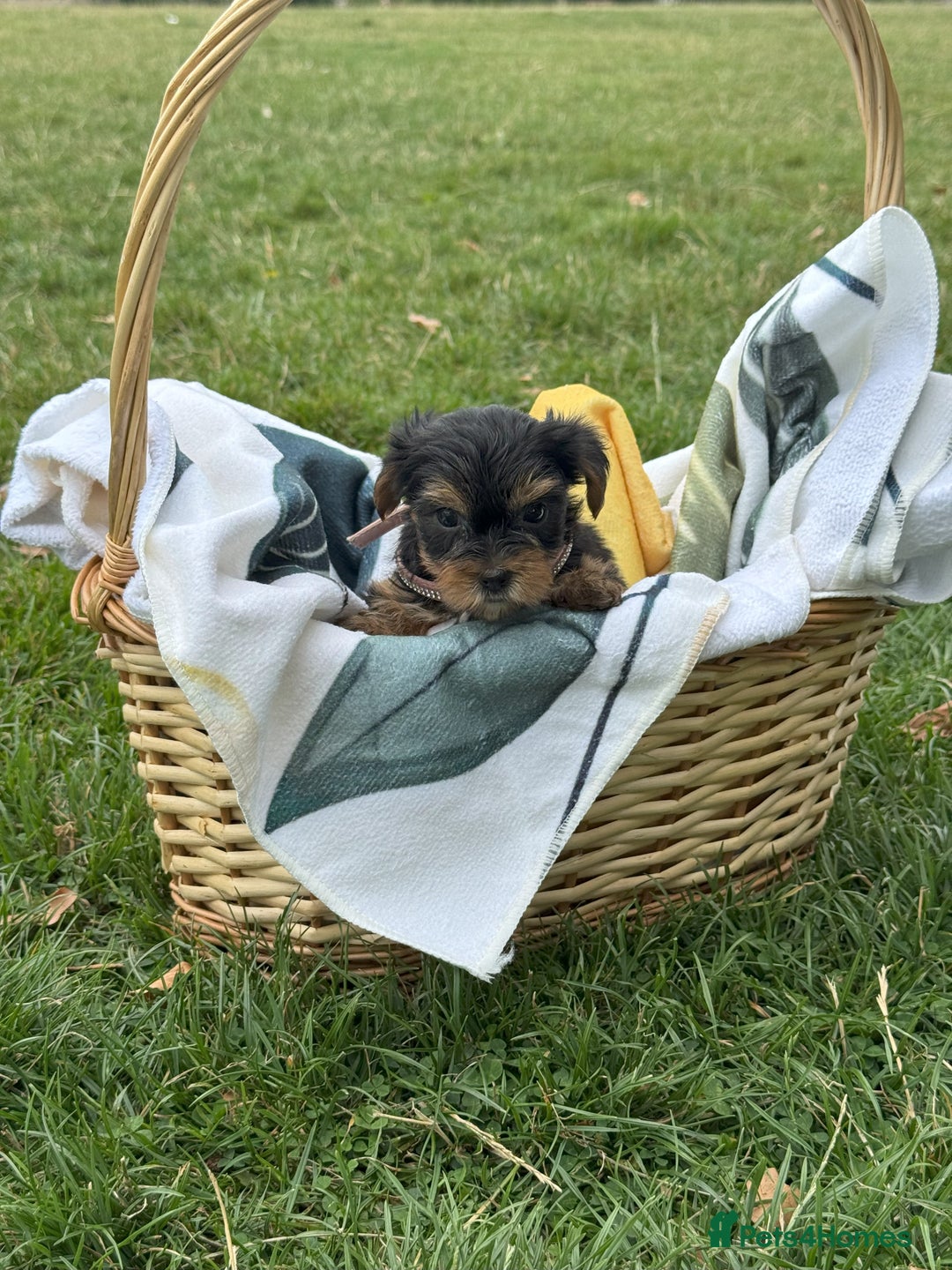 Yorkshire Terrier dogs for sale: Mini Yorkshire Terrier Puppies looking for Home - Image 7
