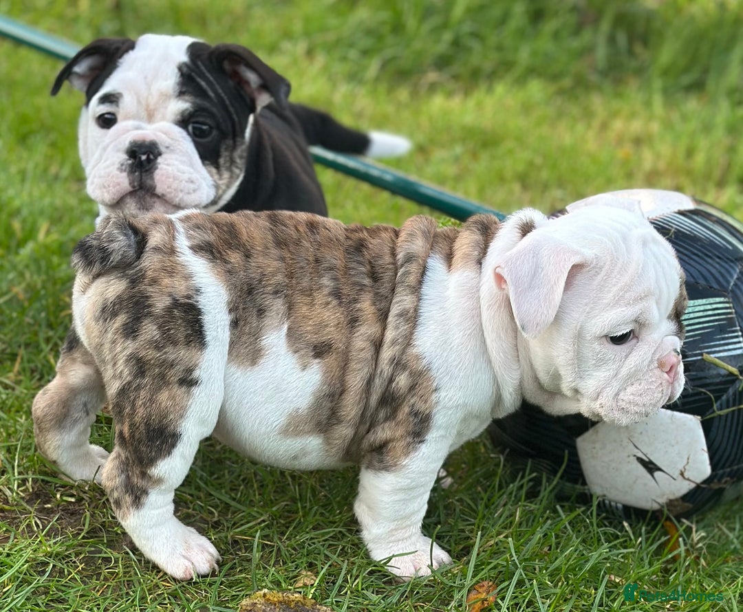 English Bulldog dogs for sale: 🌟Ready Now!🌟 - Advert 26