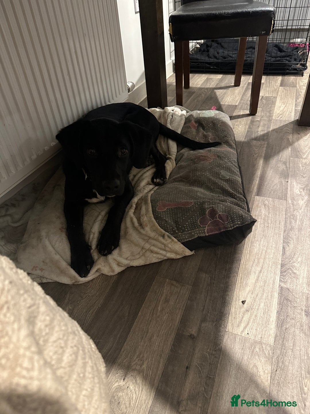Mixed Breed dogs for sale: Beautiful 7 month old male pup - Advert 5