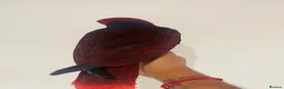 Parrots birds for sale: Hand reared Female Eclectus for sale  - Advert 8