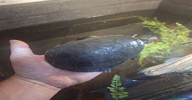 Turtle reptiles Pink Bellied Side-Neck Turtles - Advert 13