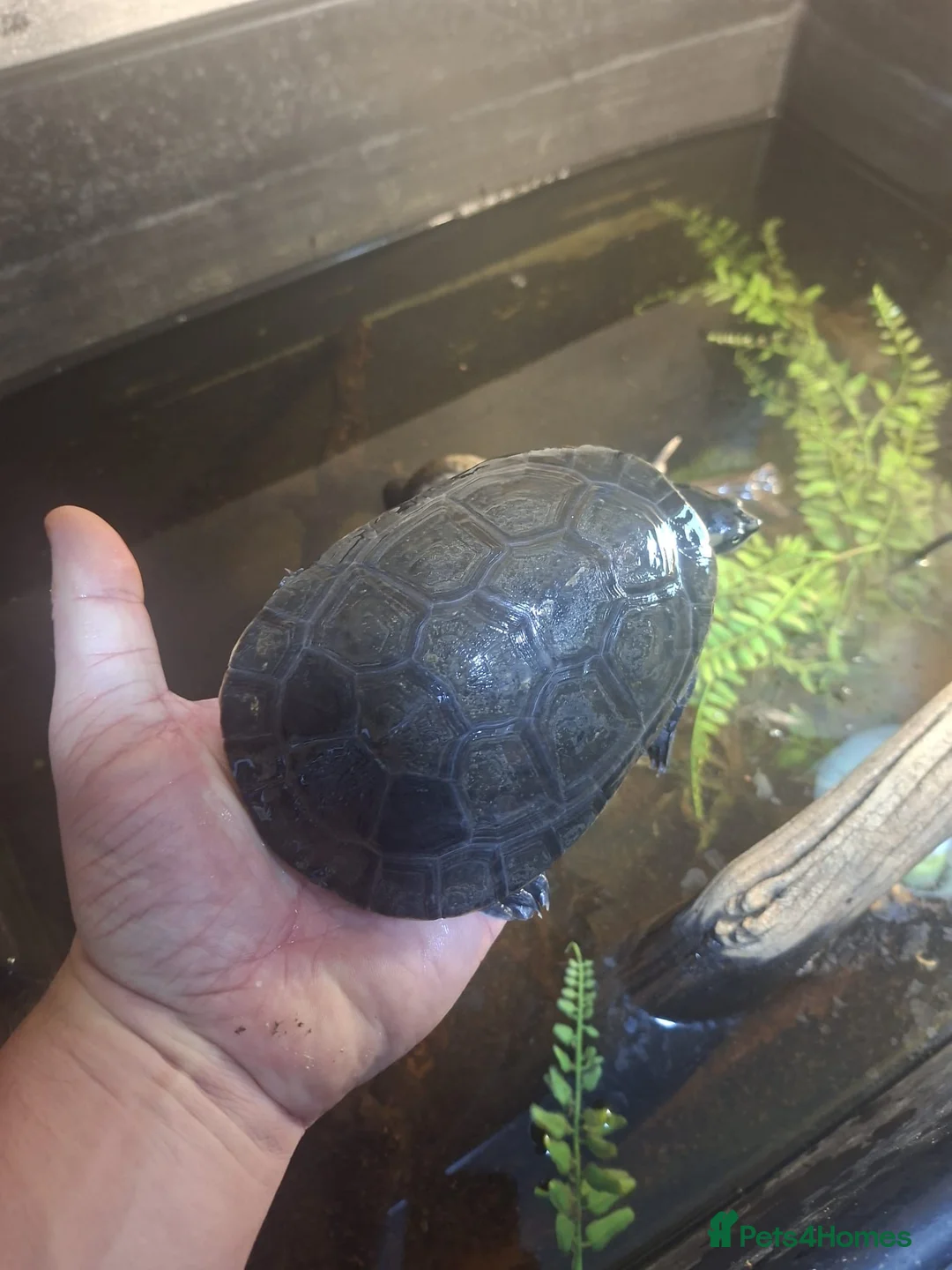 Turtle reptiles for sale: Pink Bellied Side-Neck Turtles - Advert 3
