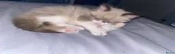 Ragdoll cats for sale: 1 beautiful male ragdoll kitten(ready now!) - Advert 5