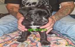 Mixed Breed dogs for sale: Dalmatian shepherd  - Image 36