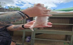 Ferret rodents for sale: Albino kits for sale - Image 3