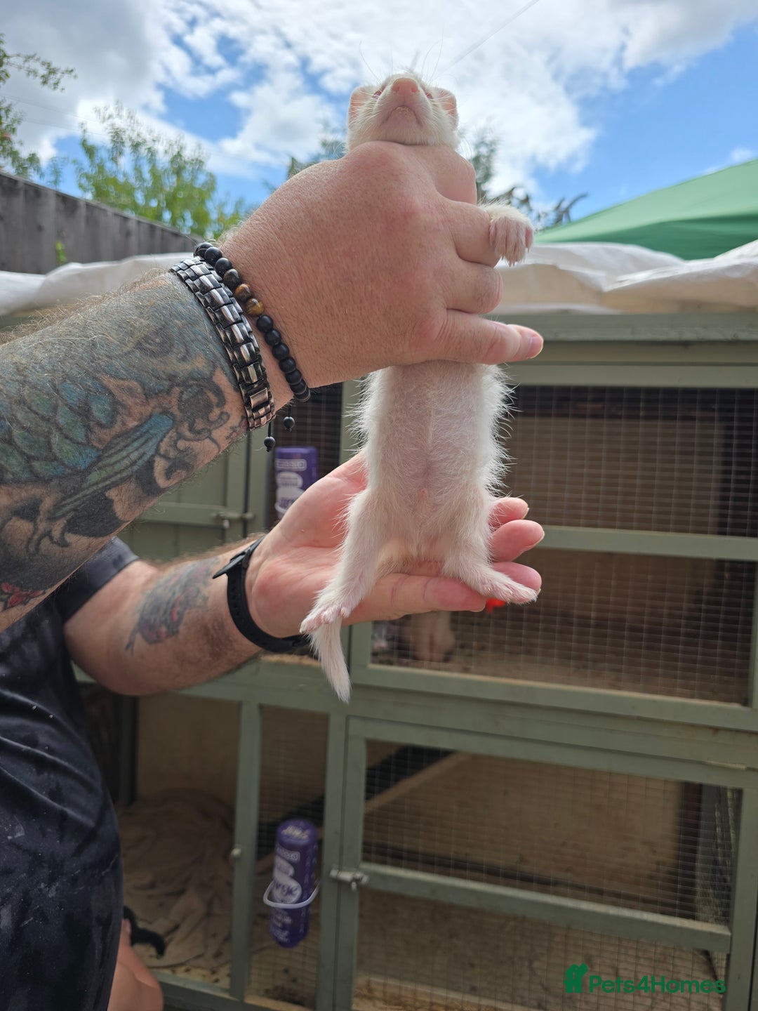 Ferret rodents for sale: Albino kits for sale - Image 3