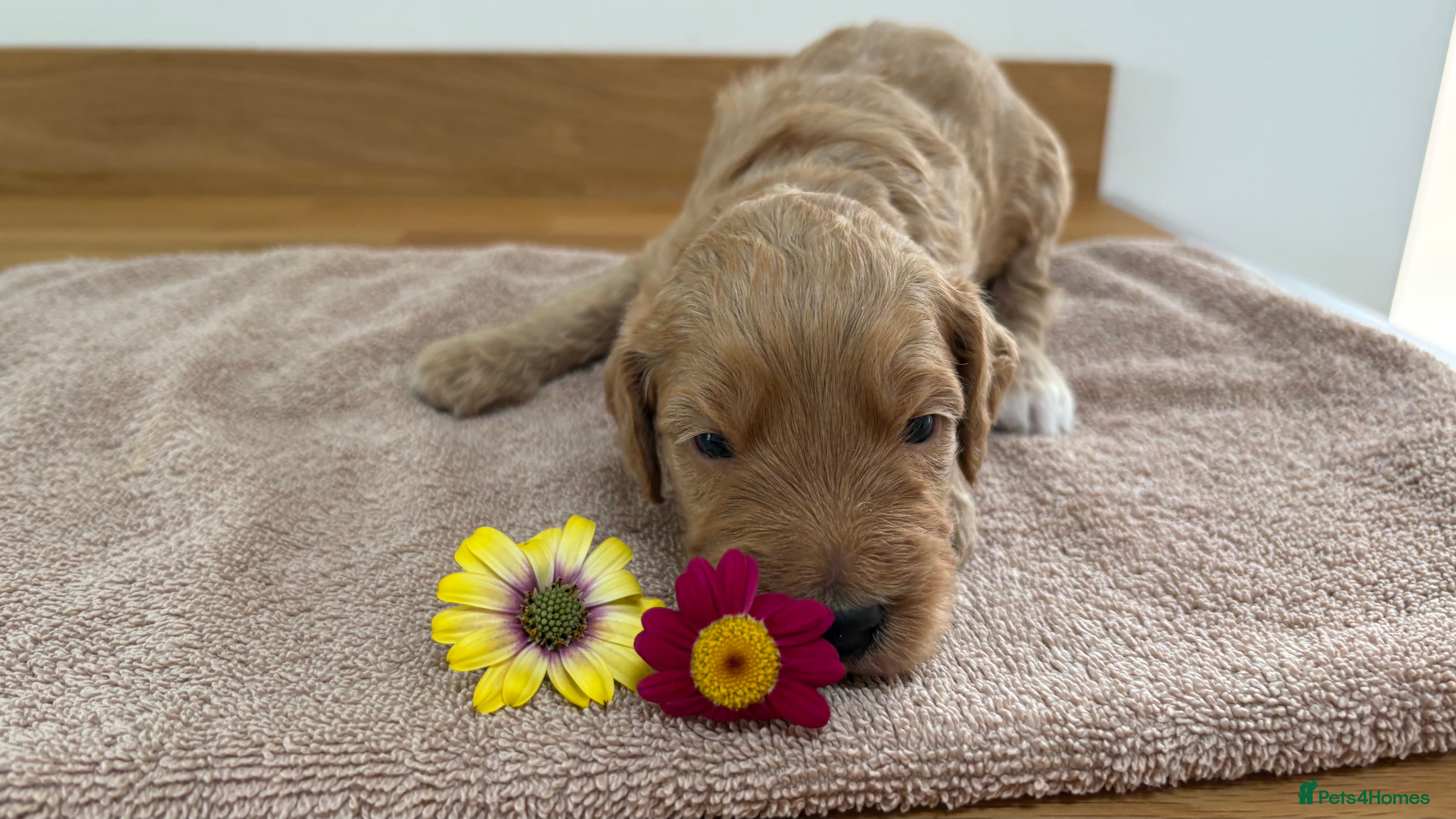 Goldendoodle dogs for sale: Golden doodle puppies from a loving home - Advert 7