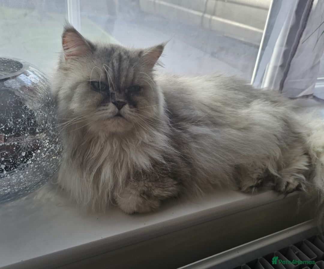 Persian cats for sale: 2x Persian female cats - Image 6
