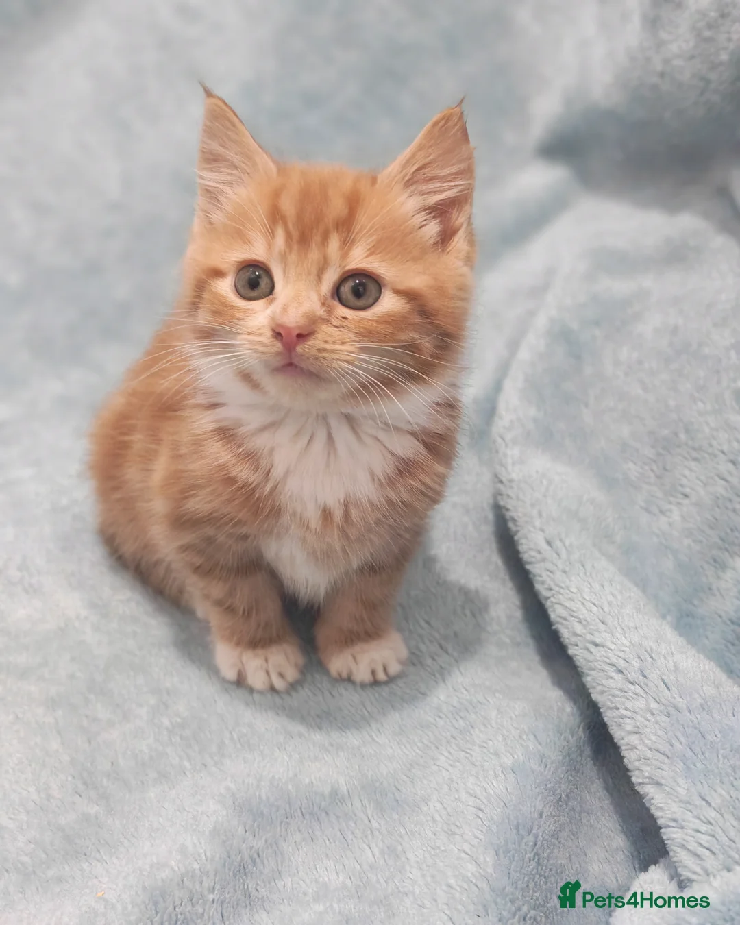 Mixed Breed cats for sale: Beautiful kittens VIDEOS - Advert 2