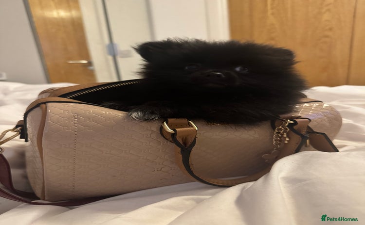 Pomeranian dogs - Advert 9