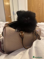 Pomeranian dogs Luv dug away for his final jab - Advert 7