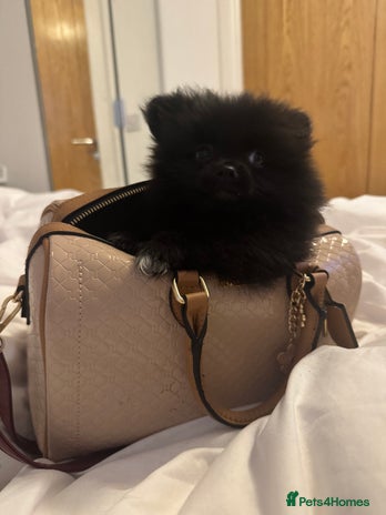 Pomeranian dogs - Advert 9