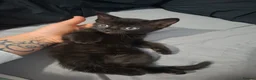 Mixed Breed cats for sale: Beautiful friendly Kittens in Peterlee - Advert 4