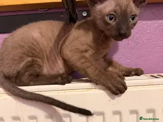 Sphynx cats 2 beautiful boys left 🐾🤎🖤 - Advert 2