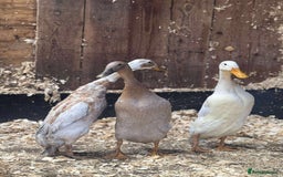 Ducks poultry for sale: Trio of runner ducks - Image 1