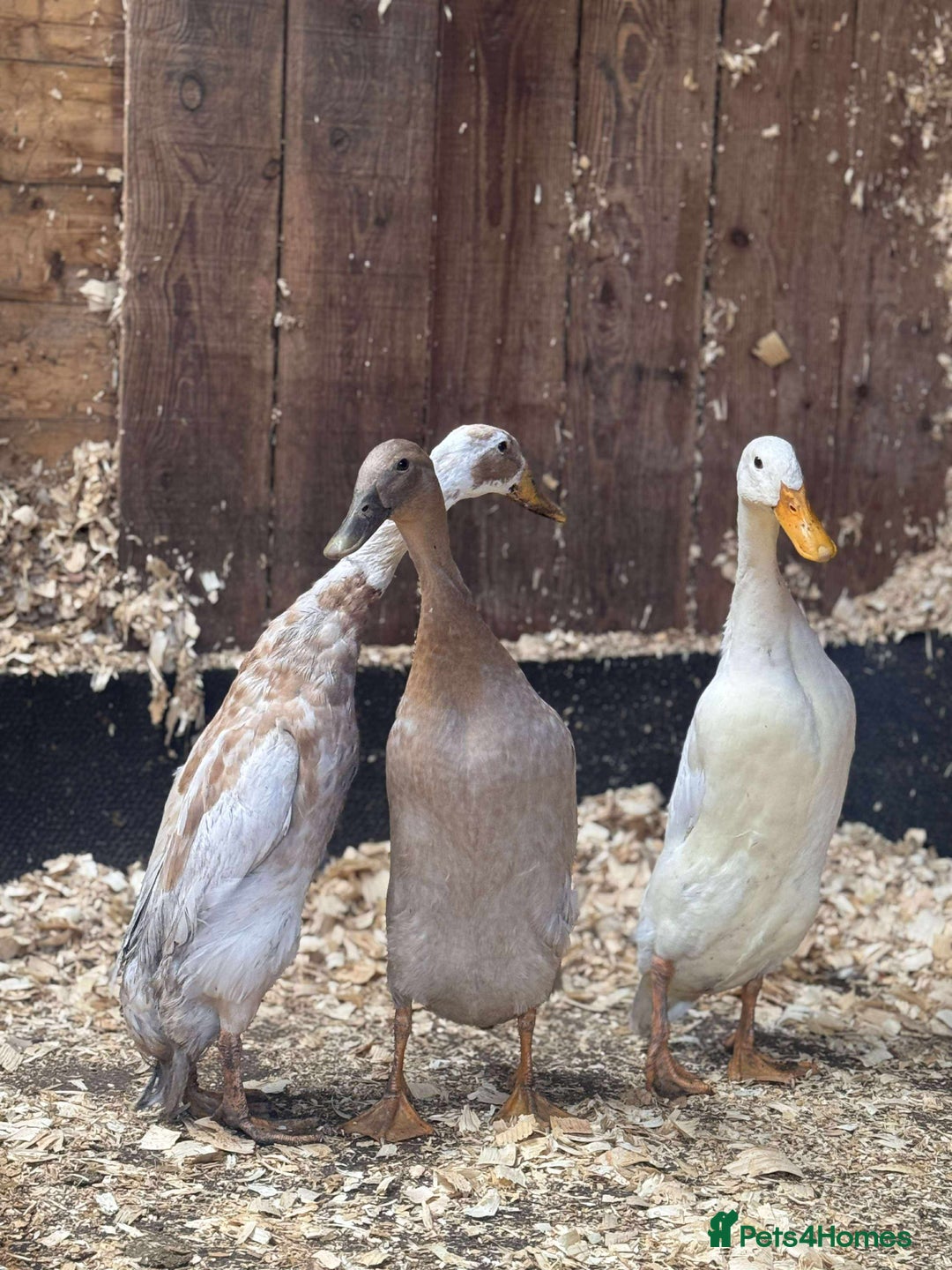 Ducks poultry for sale: Trio of runner ducks - Image 1