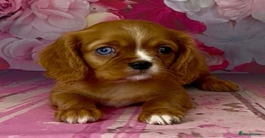 Cavalier King Charles Spaniel dogs - Advert 8