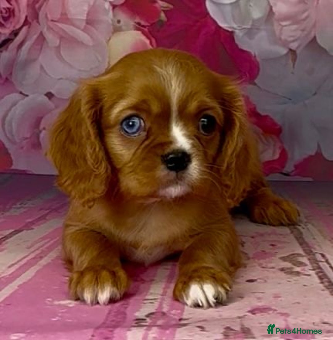 Cavalier King Charles Spaniel dogs for sale: Merle cavalier King Charles  - Image 2