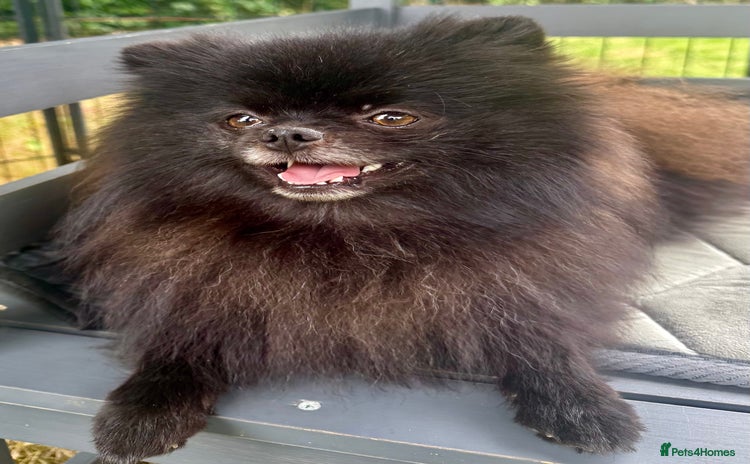 Pomeranian dogs - Advert 1