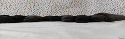 Staffordshire Bull Terrier dogs for sale: Exceptional valglo sired puppies (1 black male) - Advert 10