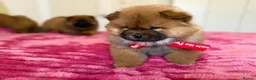 Chow Chow dogs for sale: Puupy 1  - Advert 3