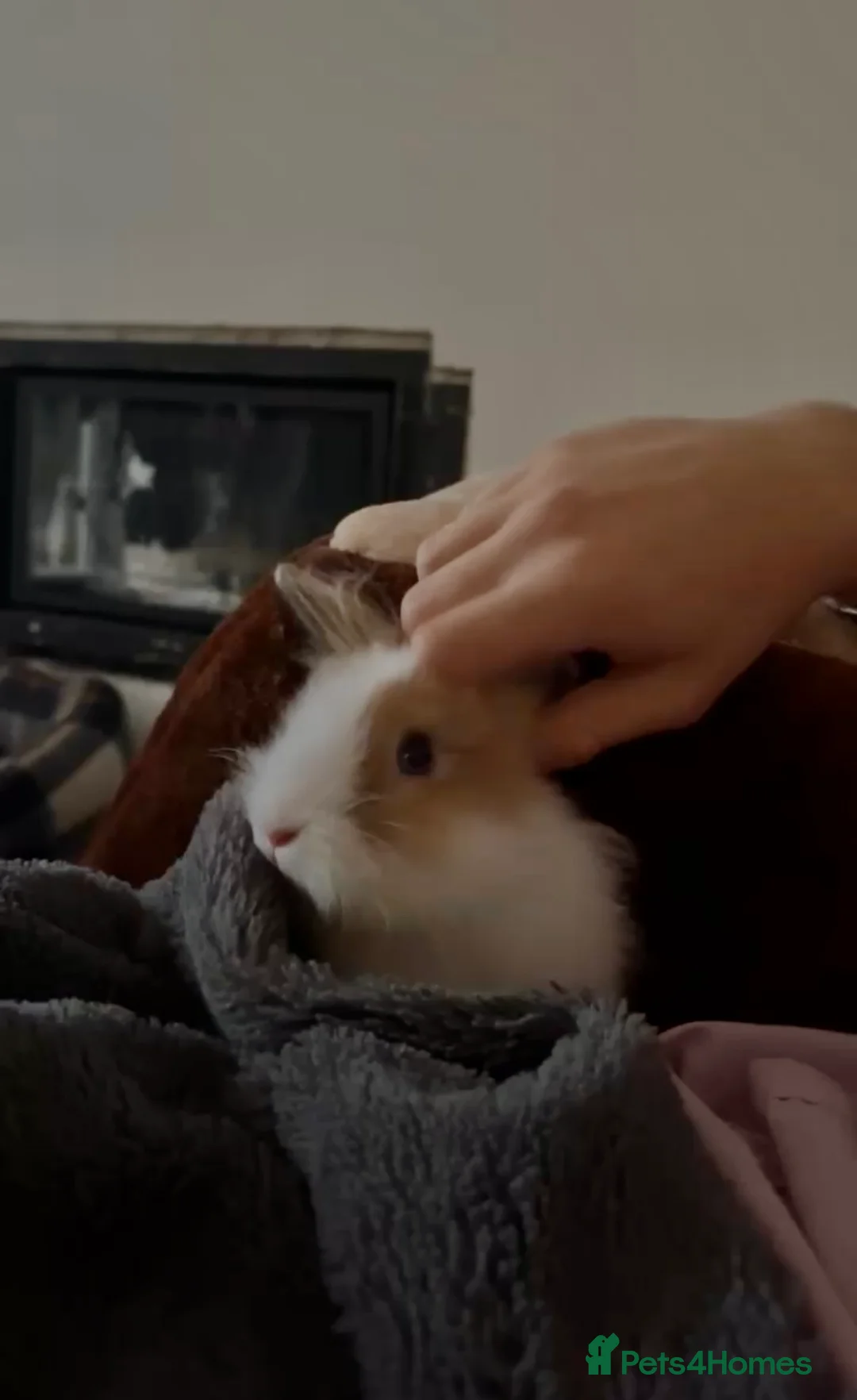 Lionhead rabbits for sale: two friendly lionhead rabbits  - Advert 2