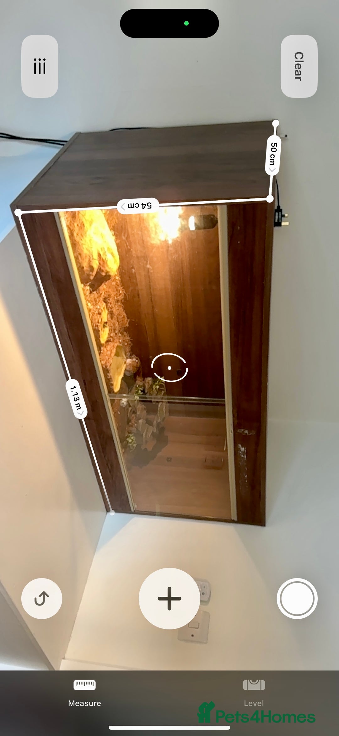 Skink reptiles for sale: Blue Tongued Skink + Vivarium & Accessories - Image 7