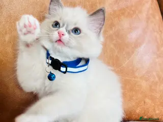 Ragdoll cats 🐈Pedigree Ragdoll Champion line 🏆 GCCF kittens - Advert 17