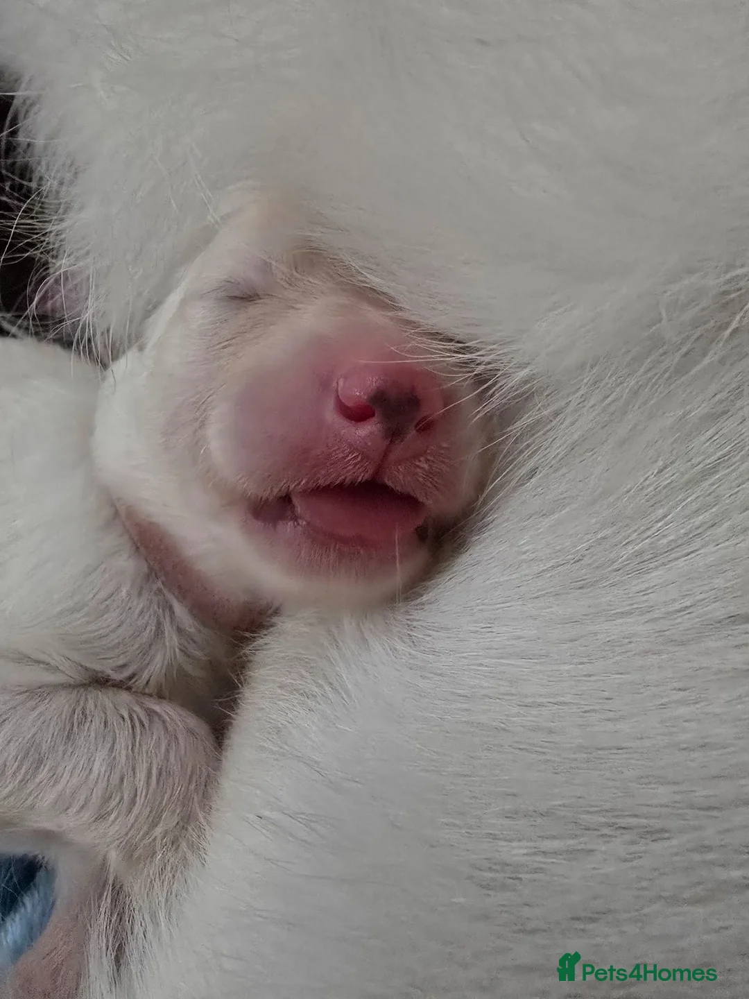 German Shepherd dogs for sale: Proud to Announce Lunas beautiful first litter 💕 - Advert 2