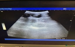 Labrador Retriever dogs for sale: CLOSED WAITING LIST - KC Reg Dark Fox Red Puppies - Advert 4