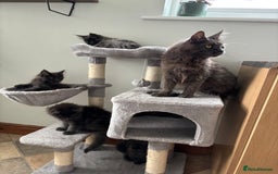 Maine Coon cats for sale: Stunning Maine Coon Kittens  - Image 21