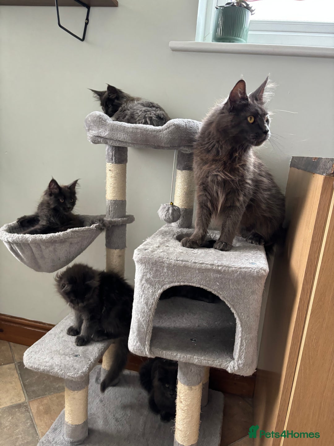 Maine Coon cats for sale: Stunning Maine Coon Kittens  - Image 21