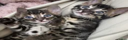 Bengal cats for sale: 🌟Pedigree bengal kittens 🌟 - Advert 2