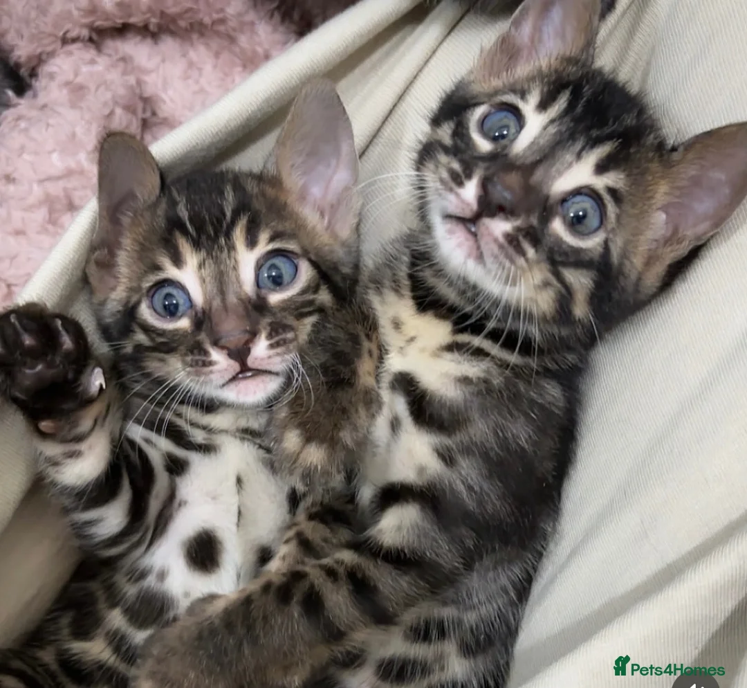Bengal cats for sale: 🌟Pedigree bengal kittens 🌟 - Advert 2