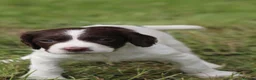 English Springer Spaniel dogs for sale: Springer spaniel puppies, Docked tails  in Hereford - Advert 17