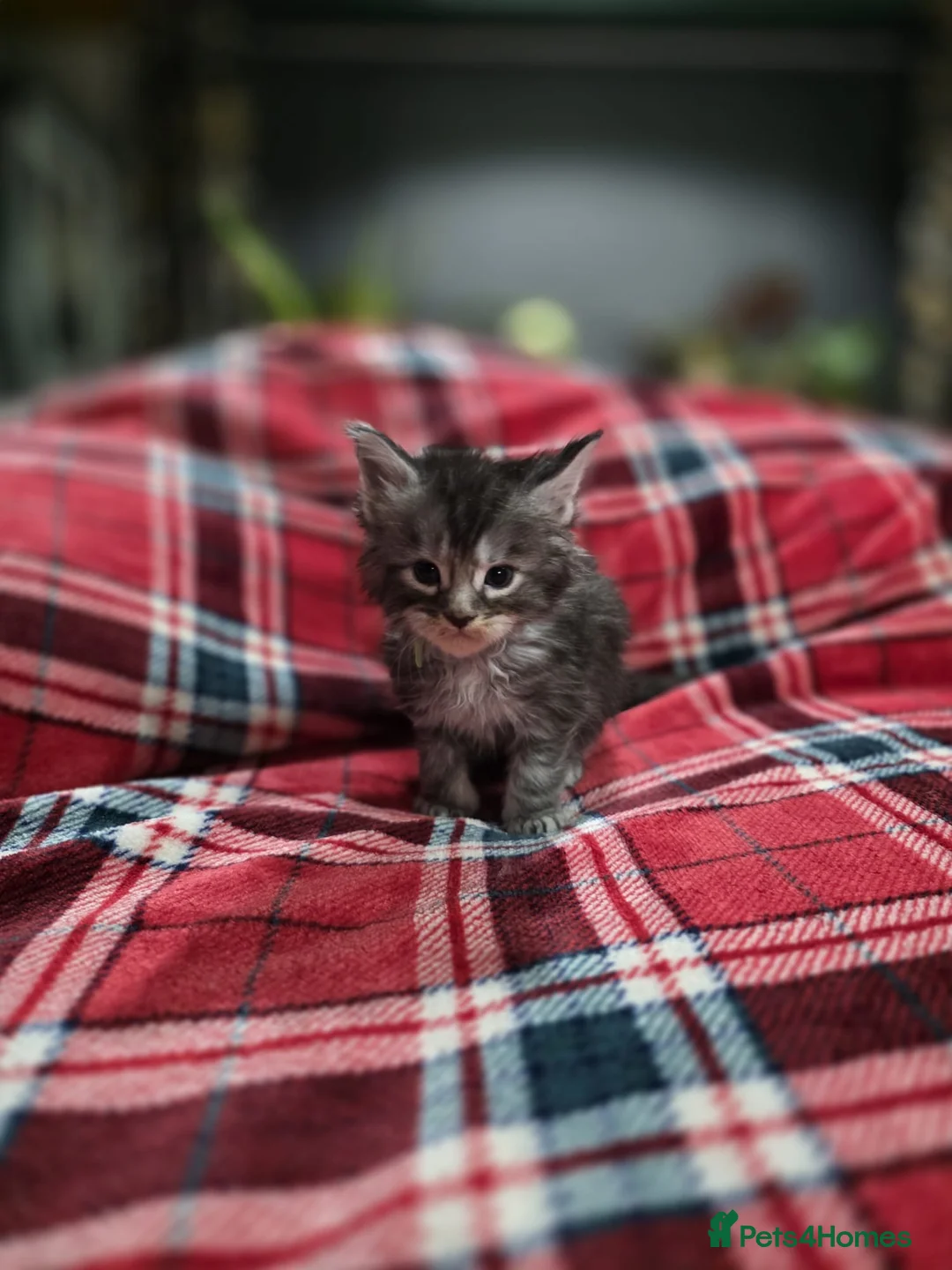 Maine Coon cats for sale: TICA registered Russian lineage Maine coon kittens - Advert 21