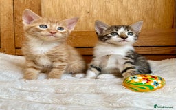 Mixed Breed cats for sale: Ginger Kittens from half Siamese mum - Image 12