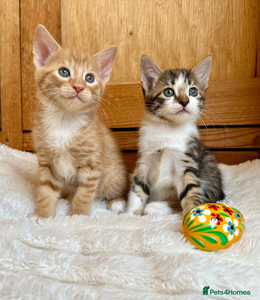 Mixed Breed cats for sale: Ginger Kittens from half Siamese mum - Image 12