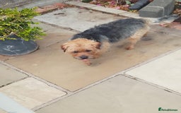 Border Terrier dogs for sale: Border terrier puppies for sale  - Image 3