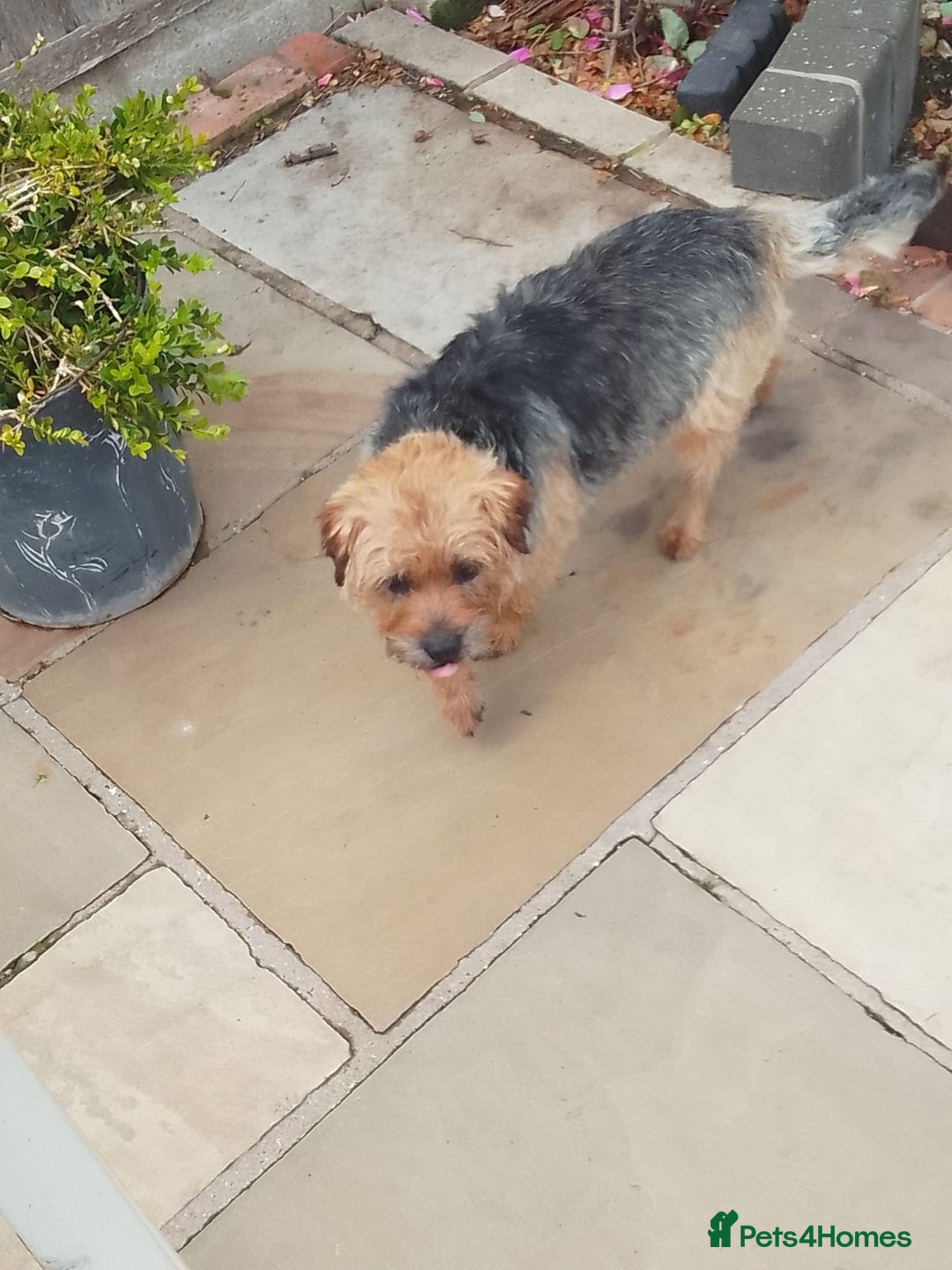 Border Terrier dogs for sale: Border terrier puppies for sale  - Image 3