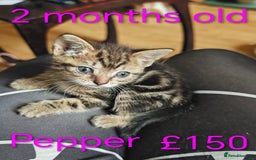 Khao Manee cats for sale: Mixed price Khao Manee kittens  - Image 4
