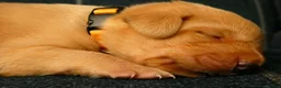 Labrador Retriever dogs for sale: KC registered Fox red labradors in Peterborough - Advert 16