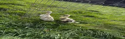 Ducks poultry for sale: 2 Indian runner ducklings unsexed - Advert 1
