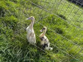 Ducks poultry 2 Indian runner ducklings unsexed - Advert 4