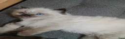 Ragdoll cats for sale: 😸😸Pure Ragdoll kittens😸😸 - Advert 3