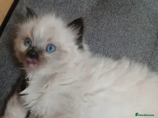 Ragdoll cats 2 boys remain - Advert 1