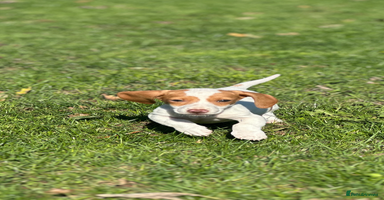 Miniature Dachshund dogs - Advert 10