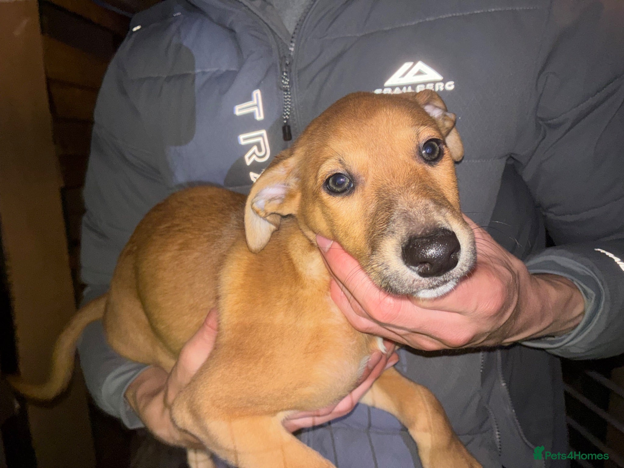 Lurcher dogs 7 week old lurcher puppies - Advert 18