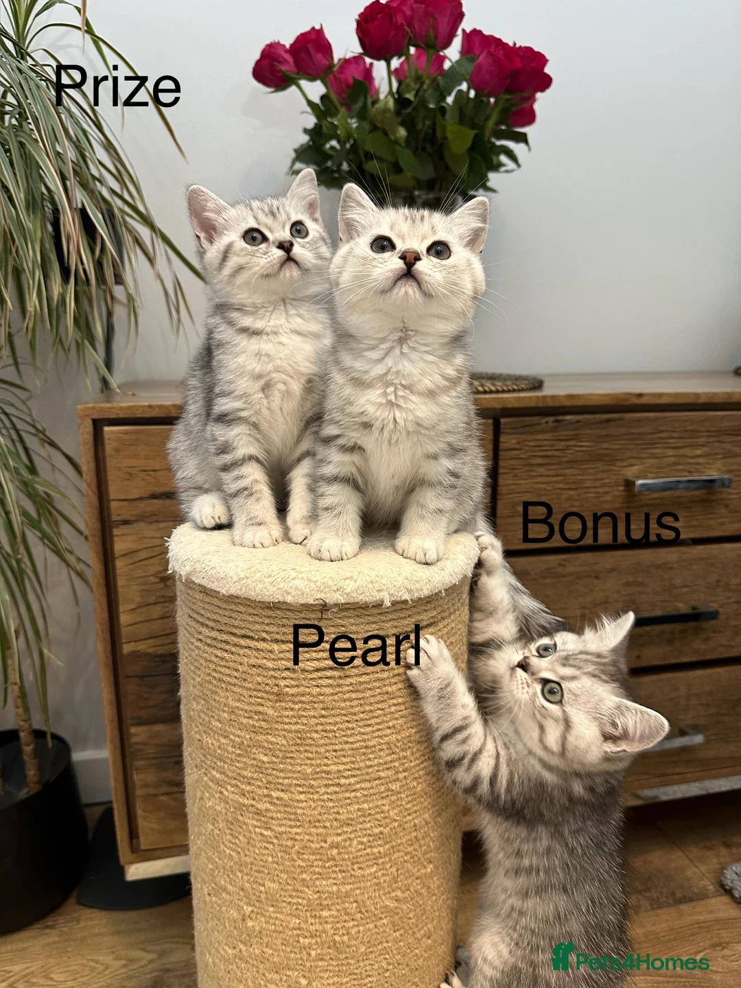 British Shorthair cats for sale:  Pedigree BSH Silver Spotted Tabby Kittens – TICA  in Northolt - Advert 1